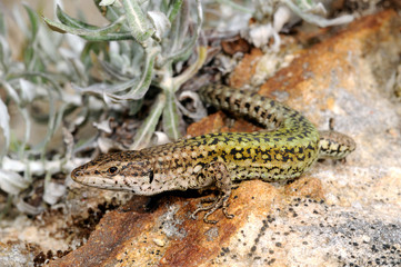 Andalusian wall lizard / Maghreb-Mauereidechse (Podarcis vaucheri) - Spain / Spanien 