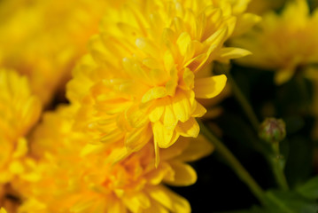 Żółte kwiaty. Wiosenne kwiaty. 