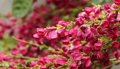 Cytisus scoparius 'Boskoop Ruby' - Magnifique genêt à fleurs rouge carmin et petites feuilles sur tiges vertes