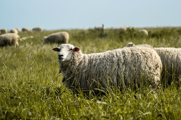 Sheep Stonehenge Animal Farm Livestock Landscape Grazing Spring Summer Lambs Stonehenge