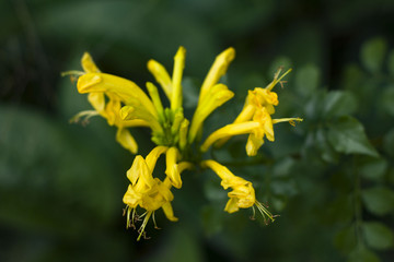 bright yellow flower in the garden background
