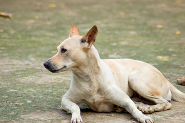 Naklejka na ściany i meble A stray dog