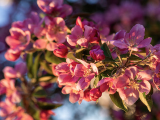 Branches of apple blossoming, pink flowers. Apple blossom panorama wallpaper background. Spring flowering garden fruit tree