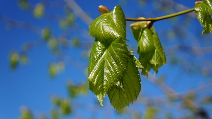 buds of a linden