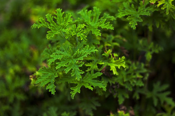 close up of pineapple sage herb fresh garden bright background