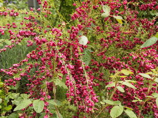 Cytisus scoparius 'Boskoop Ruby' - Magnifique genêt à fleurs rouge carmin et petites feuilles sur tiges vertes