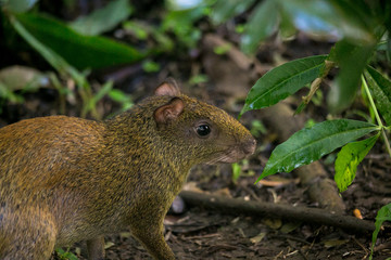 Agoutis (Dasyprocta punctata)
