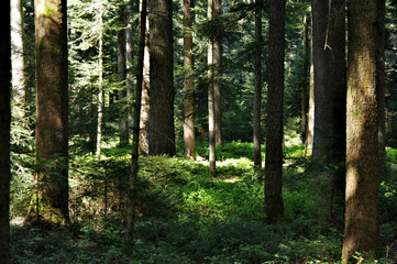 Der sommer im Schwarzwald