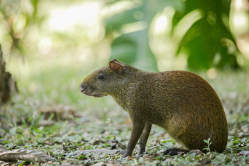 Agoutis (Dasyprocta punctata)