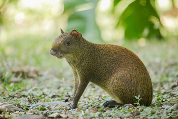 Agoutis (Dasyprocta punctata)