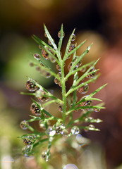 Regentropfen am Blatt einer Jungfer im Grü