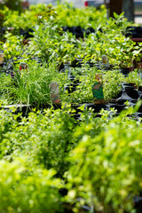 Grow Your Own Herbs and Spices