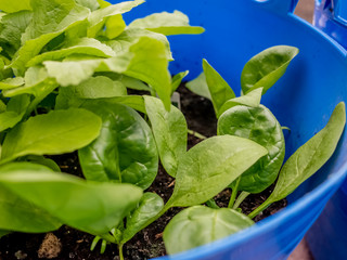 Close up of lush green Apollo spinach plants (Spinacia oleracea) growing in a compost filled blue bucket