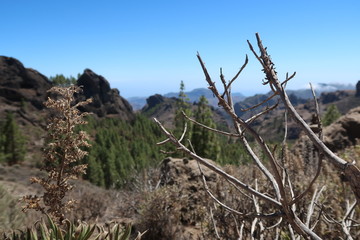 Fototapeta na wymiar Bushes with mountains in the background, Roque Nublo, Gran Canaria