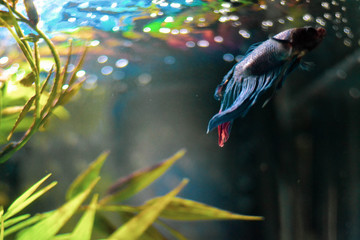 Fototapeta premium betta fish in aquarium 