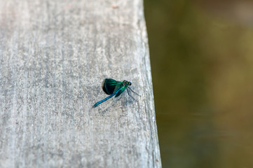 Close-up of a dragonfly sitting on a log. Selective focus.