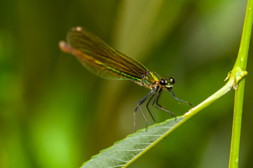 Close-up of a dragonfly sitting on a leaf. Selective focus.