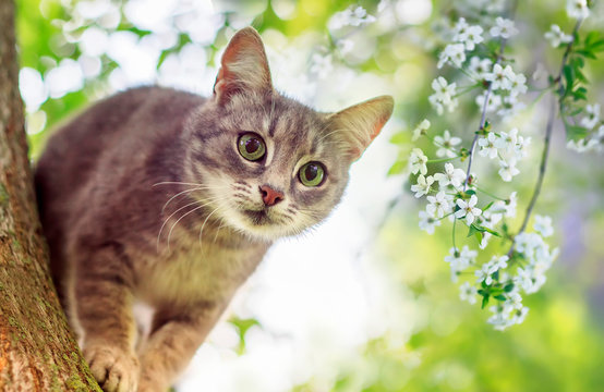portrait cute a striped kitten climbs among cherry branches blooming with white buds in a Sunny may garden
