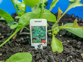  Growing rocket (Eruca sativa) in a compost filled bucket in a domestic greenhouse