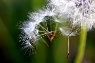 Abfliegende Samen einer Pusteblume