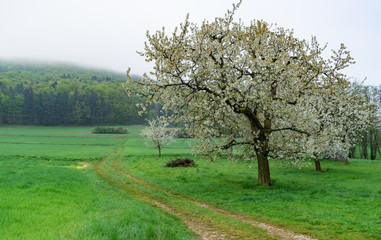 Fototapeta premium apple tree in bloom