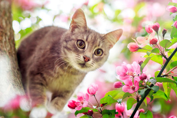 Naklejka na ściany i meble portrait a cute tabby kitten sits among the blooming pink branches of an Apple tree in a Sunny may garden