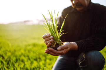 Young wheat sprout in the hands of a farmer. The farmer considers young wheat  in the field. The...