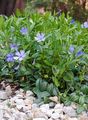 Barwinek pospolity kwiat