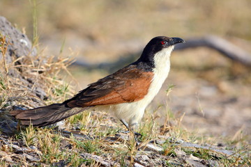 Burchell's coucal