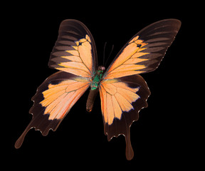 Orange emperor butterfly isolated on a black background