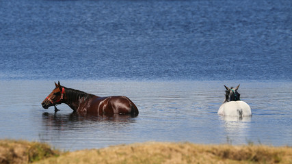 zwei Pferde im Wasser