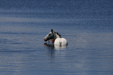 Pferd im Wasser