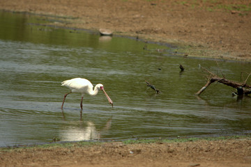 African spoonbill with a catch in Kruger National Park, South Africa