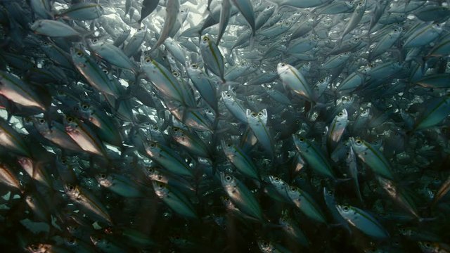 A large school of Yellowstripe Scad (Selaroides leptolepis), ripples and sways in the sunlight in the blue water, slow motion Raja Ampat, Indonesia