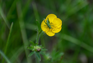 A beautiful yellow flower and a locust- grasshoppers