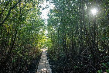 Porto de Pedras / Alagoas / Brazil. January, 26, 2015. Wooden bridge over the estuary and mangrove...
