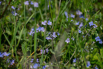 Small blue flowers that grow in the spring in the grass