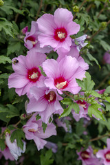 Bright large flower of purple hibiscus (Hibiscus rose sinensis) on green leaves of natural background. Tropical garden Karkade. Hibiscus hawaiian plant growth in tropical jungle foliage and sunlight