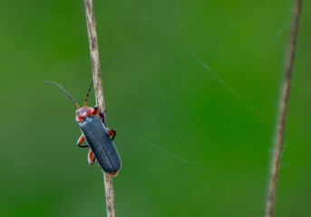 The Lampyridae are a family of insects- fireflies or lightning bugs