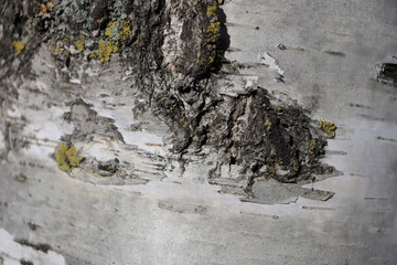 Birch bark. The texture of the birch bark. White bark of a tree.