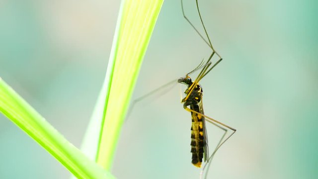 4K Extreme close up macro view of a giant mosquito in action hanging on a leaf then fly away. Green background with bokeh effect. Slow Motion.