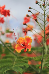 Flores y abejas 