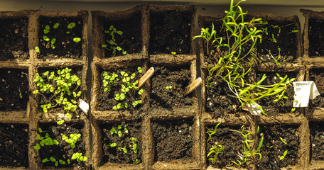 a box of greenery herb seedlings growing in a sunny balcony garden