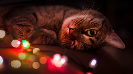 the fascinated cat with big eyes blinks and looks at the colorful lights