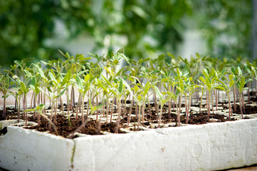 Seedlings growing on a Hydroponic Farm