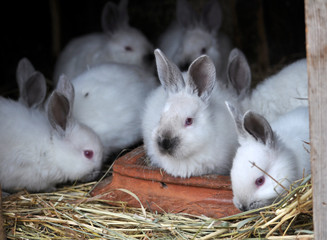 Californian breed rabbits