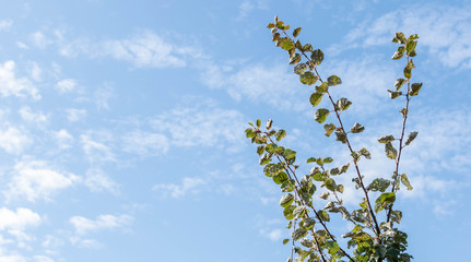 blossoming apple tree in spring,tree branches in the day sky