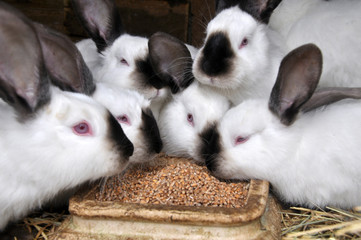 Californian breed rabbits