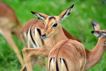 Female impala looking over her shoulder