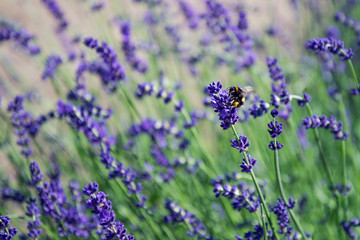 Bee circles a lavender flower in a field of lavender